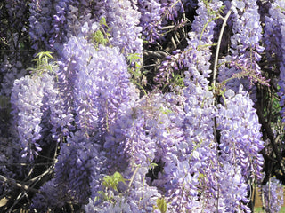 Wisteria floribunda <br>JAPANESE WISTERIA