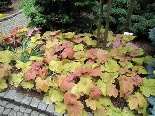 Heuchera <br>CORAL BELLS COLOURED FOLIAGE MIX