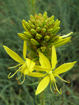 Asphodeline lutea <br>YELLOW ASPHODEL, KING'S SPEAR