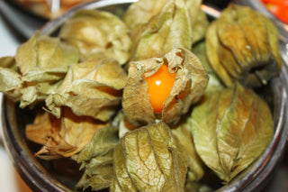 Physalis peruviana <br>PERUVIAN GROUNDCHERRY, GOOSEBERRY Husk Cherry