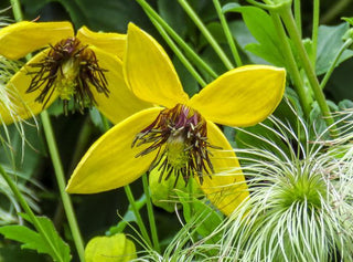 Clematis tangutica <br>YELLOW CLEMATIS