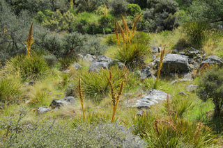 Aciphylla aurea <br>GOLDEN SPEARGRASS