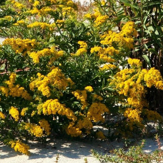 Solidago nemoralis <br>GRAY PRAIRIE GOLDENROD