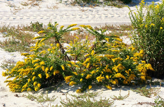 Solidago nemoralis <br>GRAY PRAIRIE GOLDENROD