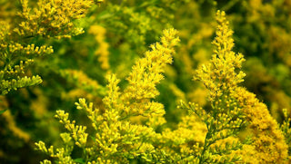 Solidago speciosa <br>SHOWY GOLDENROD