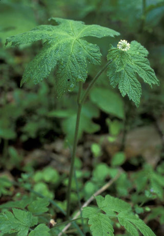 Hydrastis canadensis <br>GOLDENSEAL