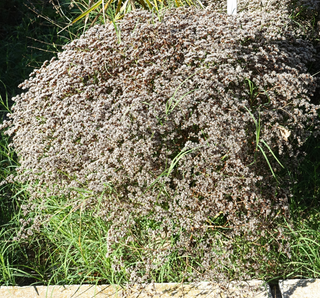 Goniolimon collinum <br>SEA LAVENDER 'Sea Spray'