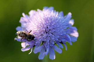 Knautia macedonica <br>WIDOW FLOWER 'WATERCOLOURS'