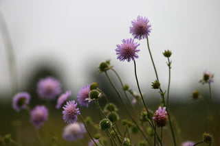 Knautia macedonica <br>WIDOW FLOWER 'WATERCOLOURS'