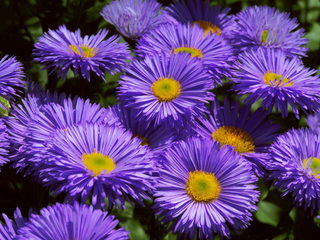 Erigeron speciosus <br>AZURE LAVENDER FAIRY FLEABANE