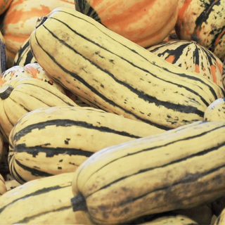 Cucurbita <br>DELICATA SQUASH