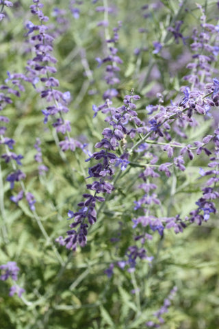 Perovskia atriplicifolia, Salvia yangii <br>RUSSIAN SAGE