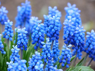 Muscari Armeniacum <br>ARMENIAN GRAPE HYACINTH