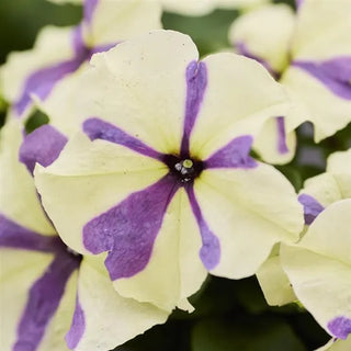 PETUNIA SHAKE GRAPEBERRY