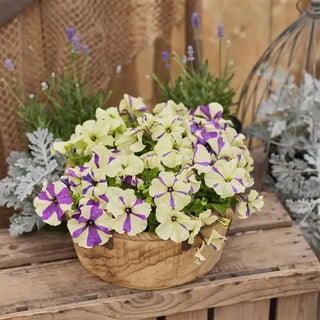 PETUNIA SHAKE GRAPEBERRY