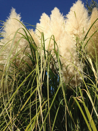 Cortaderia selloana <br>WHITE FEATHER PAMPAS GRASS, WHITE PLUME