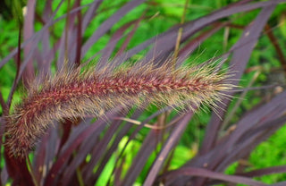 Pennisetum glaucum nigrum <br>PURPLE MAJESTY FOUNTAIN GRASS