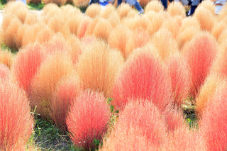 Kochia scoparia tricophylla, Bassia <br>BURNING BUSH, FIREWEED, SUMMER CYPRESS