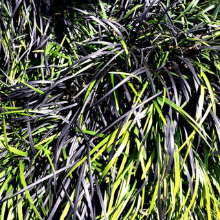 Oryza sativa <br>GRASS BLACK MADRAS Ornamental Rice