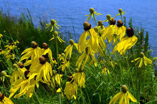 Ratibida pinnata <br>YELLOW PRAIRIE CONEFLOWER, GREYHEAD CONEFLOWER