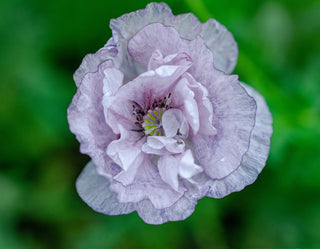 grey poppy papaver