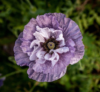 grey poppy