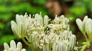 Arnoglossum reniforme <br>GREAT INDIAN PLANTAIN