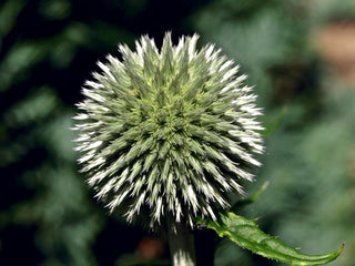 Echinops bannaticus <br>GIANT GLOBE THISTLE 'STAR FROST'