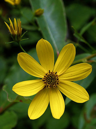 Coreopsis major, Anacis major <br>GREATER TICKSEED, WOOD TICKSEED