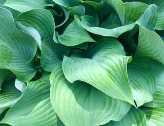 Hosta <br>MEDIUM HOSTA MIX