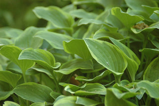 Hosta <br>MEDIUM HOSTA MIX