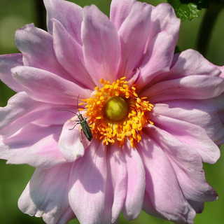 Anemone pamina <br>DOUBLE PINK JAPANESE ANEMONE