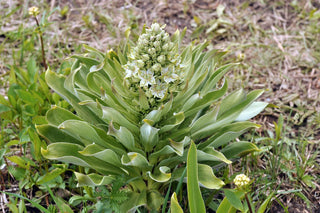 Frasera speciosa <br>GREEN GENTIAN