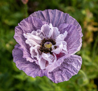 gray poppy