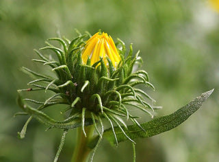 Grindelia robusta <br>GREAT VALLEY GUM PLANT, GUMPLANT