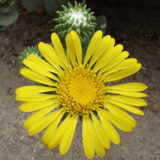 Grindelia robusta <br>GREAT VALLEY GUM PLANT, GUMPLANT