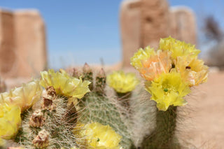 Opuntia polyacantha <br>PRICKLY PEAR