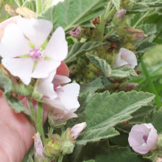 Althaea officinalis <br>MARSHMALLOW