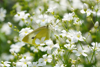 Gypsophila elegans <br>GARDEN BABY'S BREATH