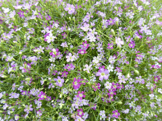 Gypsophila repens <br>CREEPING BABY'S BREATH