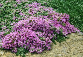 Thymus praecox <br>MOTHER OF THYME, CREEPING THYME