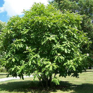 UMBRELLA MAGNOLIA TREE <br>Magnolia tripetala