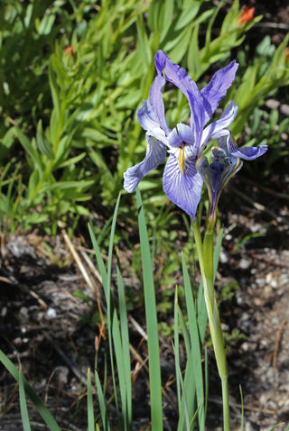 ROCKY MOUNTAIN IRIS <br>Iris missouriensis