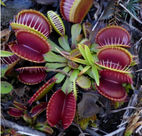 Dionaea muscipula <br>VENUS FLYTRAP MIX