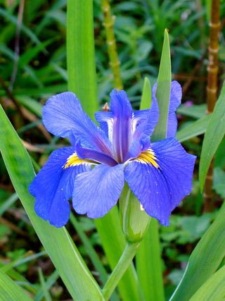 SOUTHERN BLUE FLAG IRIS, GREAT VIRGINIA IRIS <br>Iris virginica