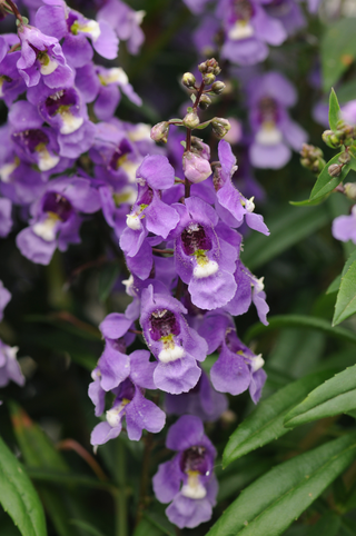 Angelonia augustifolia <br>ANGELONIA LAVENDER