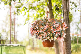 Begonia boliviensis <br>BEGONIA GROOVY SALMON