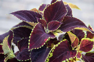 Coleus <br>COLEUS 'CHOCOLATE LIME EDGE'