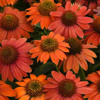 Echinacea hybrida <br>ARTISAN RED OMBRE CONEFLOWER