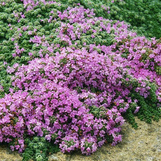 MOTHER OF THYME, CREEPING THYME Thymus praecox